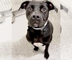 Small #2 American Pit Bull Terrier
