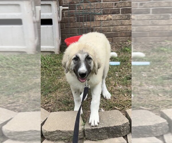 Medium Photo #3 Great Pyrenees Puppy For Sale in Harrison, AR, USA