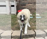 Small #2 Great Pyrenees