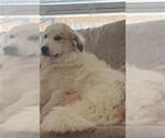 Small Great Pyrenees Mix