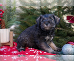 Small Photo #6 Mutt-Schnauzer (Miniature) Mix Puppy For Sale in DOVER, PA, USA