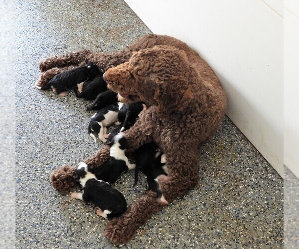 Medium Photo #4 Poodle (Standard) Puppy For Sale in CARLISLE, KY, USA