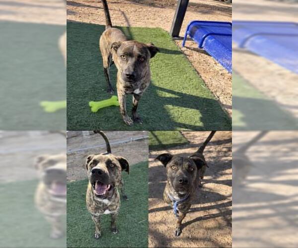 Medium Photo #1 Staffordshire Bull Terrier Puppy For Sale in HESPERIA, CA, USA