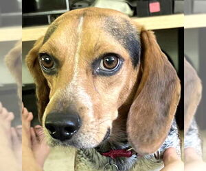 Beagle Dogs for adoption in Dunnellon, FL, USA