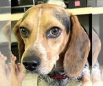 Small Beagle