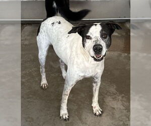 Mutt Dogs for adoption in San Bernardino, CA, USA