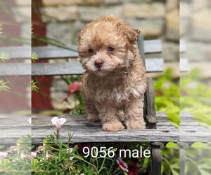 Zuchon Puppy for sale in CLARE, IL, USA