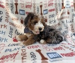 Small #4 Aussiedoodle Miniature 