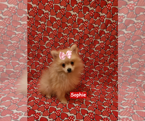 Pomeranian Puppy for sale in CLARKSVILLE, TN, USA