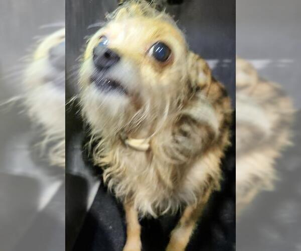 Medium Photo #1 Mutt Puppy For Sale in San Antonio, TX, USA