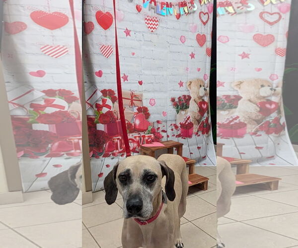 Medium Photo #5 Black Mouth Cur-Unknown Mix Puppy For Sale in Sanford, FL, USA