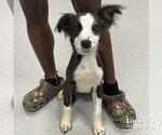 Small #1 Colonial Cocker Spaniel-Retriever  Mix