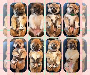 Shiba Inu Litter for sale in MURRIETA, CA, USA