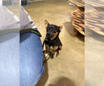 Small #3 Chihuahua Mix