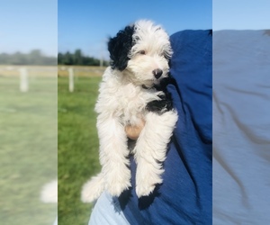 Miniature Australian Shepherd-Poodle (Standard) Mix Puppy for Sale in HAMILTON, Michigan USA