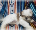 Small Photo #4 Shih Tzu Puppy For Sale in MOUNTAIN GROVE, MO, USA