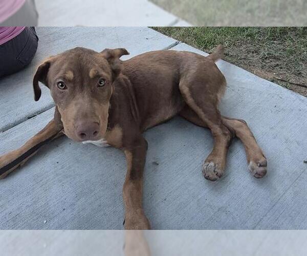 Medium Photo #1 Labrador Retriever-Unknown Mix Puppy For Sale in San Antonio, TX, USA