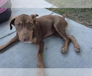 Labrador Retriever-Unknown Mix Dogs for adoption in San Antonio, TX, USA