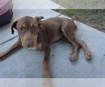 Small Labrador Retriever Mix