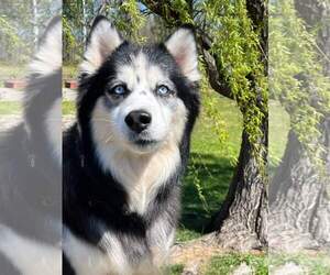 Kino - Male Siberian Husky-Unknown Mix Dog for Adoption - Photo #2