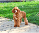 Small #6 Poodle (Miniature)