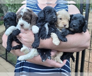 Cockapoo Puppy for sale in PIONEER, CA, USA