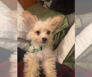 Chi-Poo (Miniature) Dogs for adoption in Springdale, PA, USA