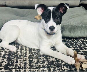 American Pit Bull Terrier-American Staffordshire Terrier Mix Dogs for adoption in Chester, VA, USA