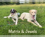 Small Photo #4 Anatolian Pyrenees Puppy For Sale in The Woodlands, TX, USA
