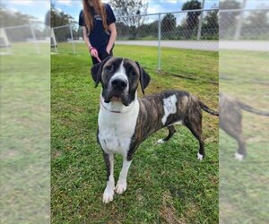 American Staffordshire Terrier-Unknown Mix Dogs for adoption in Vero Beach, FL, USA