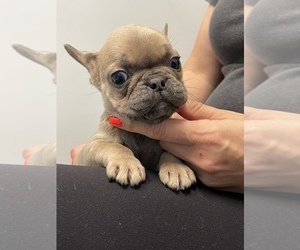 French Bulldog Puppy for sale in JACKSONVILLE, FL, USA