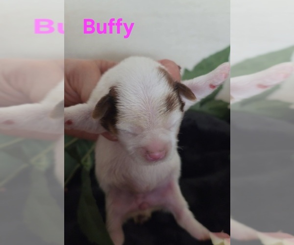 Medium Photo #8 Yorkipoo Puppy For Sale in AZLE, TX, USA