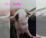 Small #7 Yorkipoo