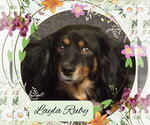 Small #6 Dachshund Mix