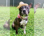 Small #1 American Pit Bull Terrier Mix