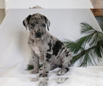 Small Photo #4 Great Dane Puppy For Sale in SHILOH, OH, USA