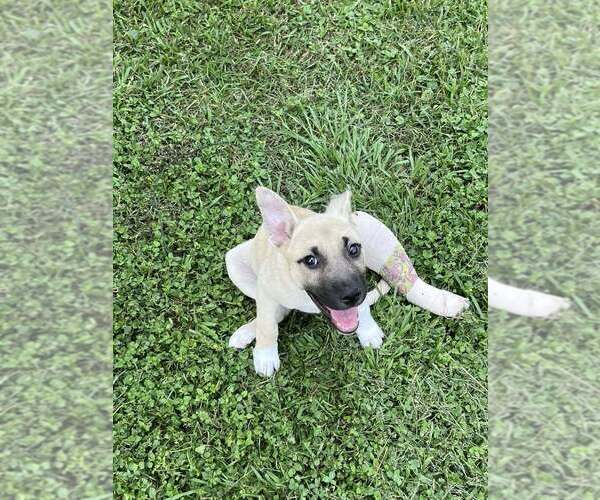 Medium Photo #6 Mutt Puppy For Sale in Abbeville, LA, USA