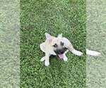 Small #5 Mutt
