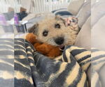 Small #1 Maltese Mix