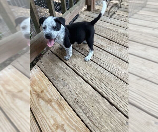 Medium Photo #2 American Pit Bull Terrier-Unknown Mix Puppy For Sale in Oak Bluffs, MA, USA