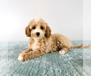 Cavapoo (Miniature) Puppy for sale in GREENFIELD, IN, USA