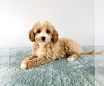 Small Cavapoo (Miniature)