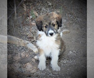 Bordoodle Puppy for Sale in OLATHE, Colorado USA