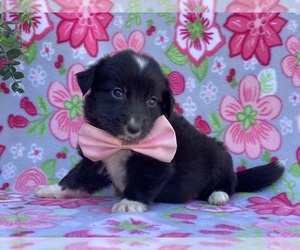 Border Collie-Golden Retriever Mix Puppy for sale in LANCASTER, PA, USA