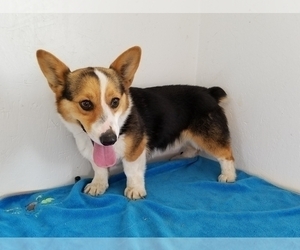 Father of the Pembroke Welsh Corgi puppies born on 04/28/2019