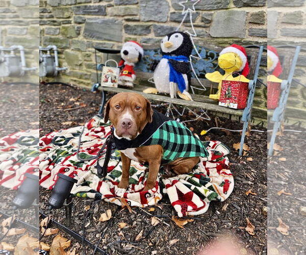 Medium Photo #4 Mutt Puppy For Sale in Mount Laurel, NJ, USA