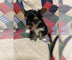 Small Photo #17 Yorkshire Terrier Puppy For Sale in JOHNSTON CITY, IL, USA