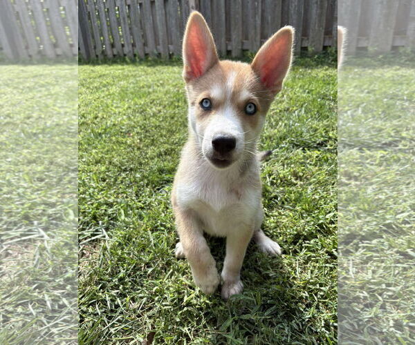 Medium Photo #13 Siberian Husky-Unknown Mix Puppy For Sale in Gretna, NE, USA