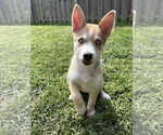 Small #12 Siberian Husky Mix