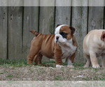 Small Photo #4 English Bulldog Puppy For Sale in VERONA, MO, USA